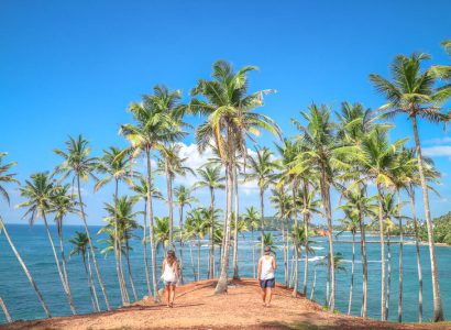 Palm-tree-grove-Mirissa